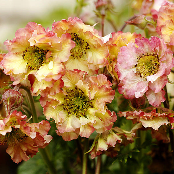 Pretticoats Peach Avens