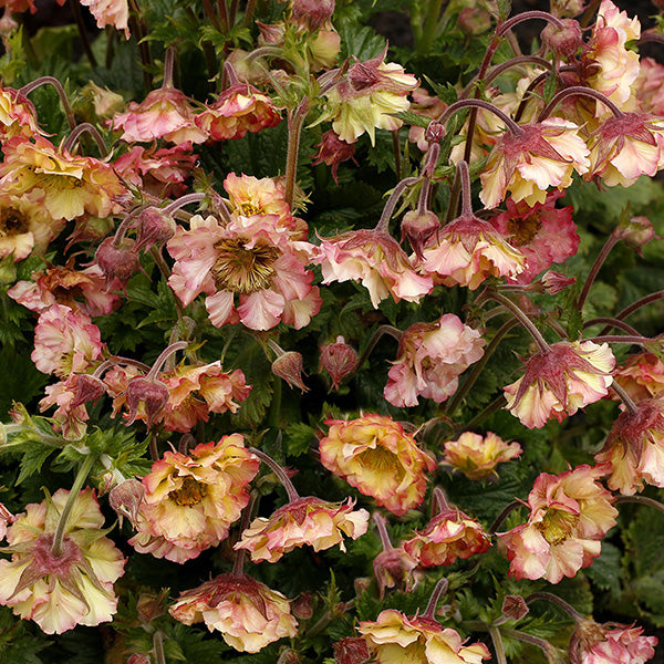 Pretticoats Peach Avens