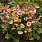 Pretticoats Peach Avens