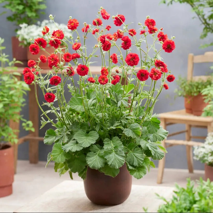 Fiery Red Avens – Wild & Son