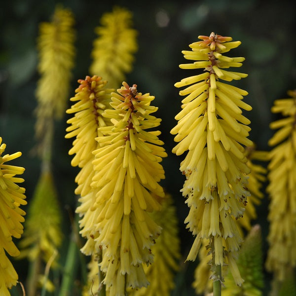 Glowstick Red Hot Poker