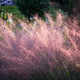 Ruby Muhly Grass