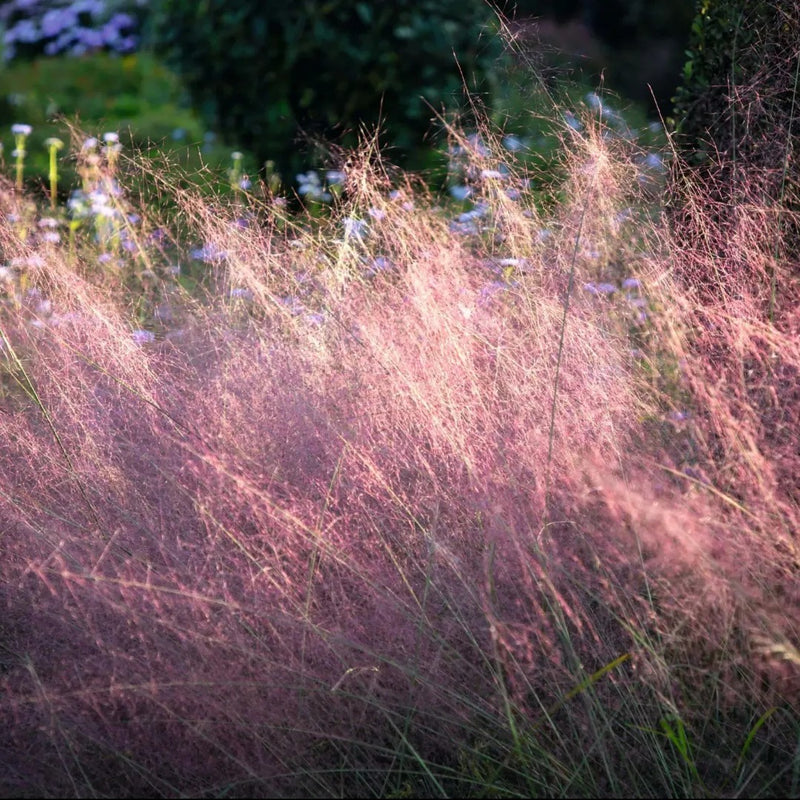 Ruby Muhly Grass