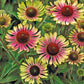 Green Twister Coneflower