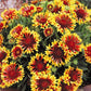 Firewheel Indian Blanket Flower -