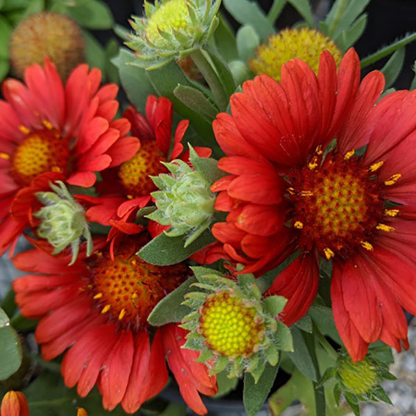 Sunset Celebration Blanket Flower