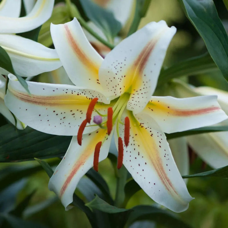 Oriental Lily Collection