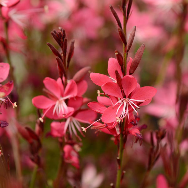 Whiskers Deep Rose Gaura