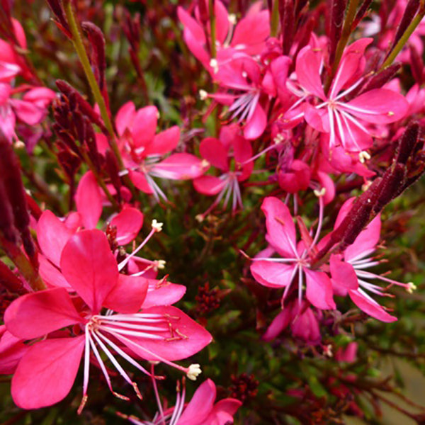 Whiskers Deep Rose Gaura