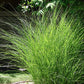 Gentle Breeze Miscanthus Grass