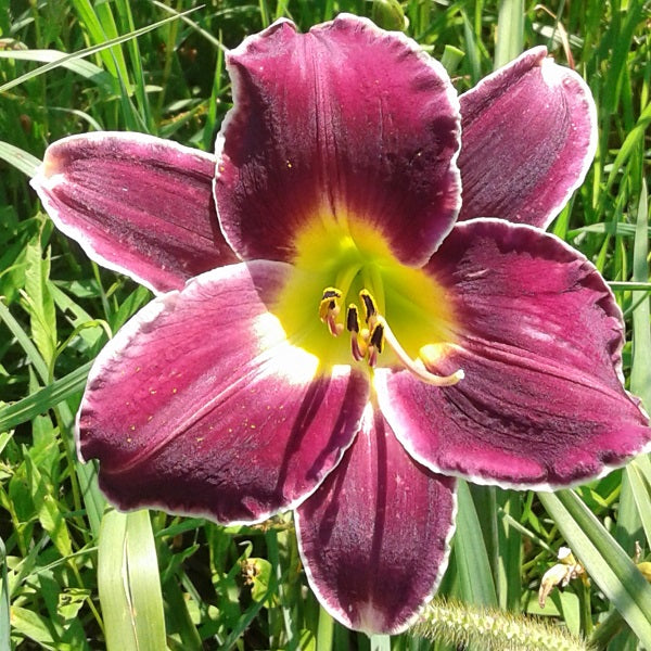 Gentle Ed Daylily