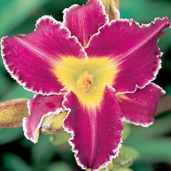 Gentle Ed Daylily