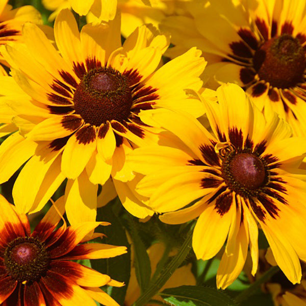 Giggling SmileyZ™ Black Eyed Susan