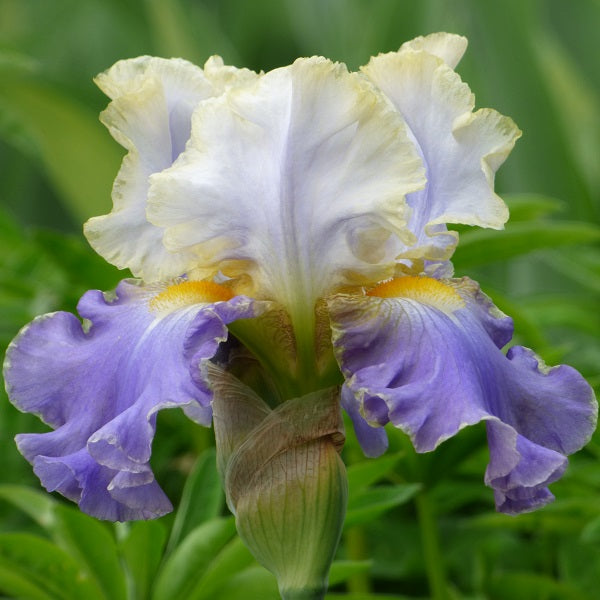 Gilt-Edged Bond Iris