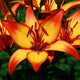 Giraffe Asiatic Lily (3/bag)