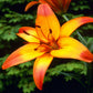 Giraffe Asiatic Lily (3/bag)