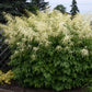 Goat's Beard