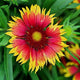 Goblin Blanket Flower