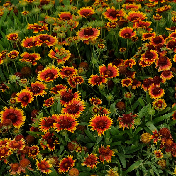 Goblin Blanket Flower Wild Son