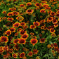 Goblin Blanket Flower