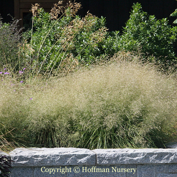 Golden Dew Tufted Hair Grass