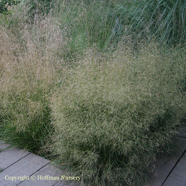 Golden Dew Tufted Hair Grass