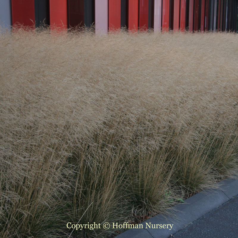 Golden Dew Tufted Hair Grass