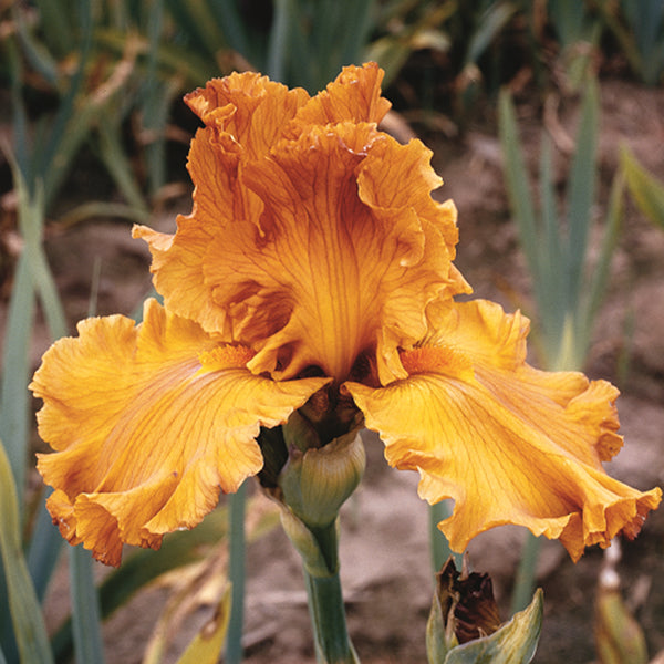 Golden Panther Iris