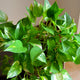 Golden Pothos