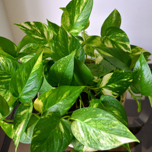 Golden Pothos