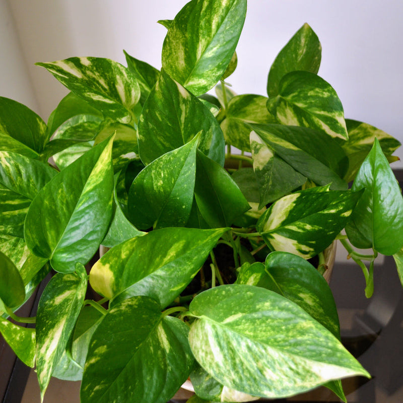 Golden Pothos
