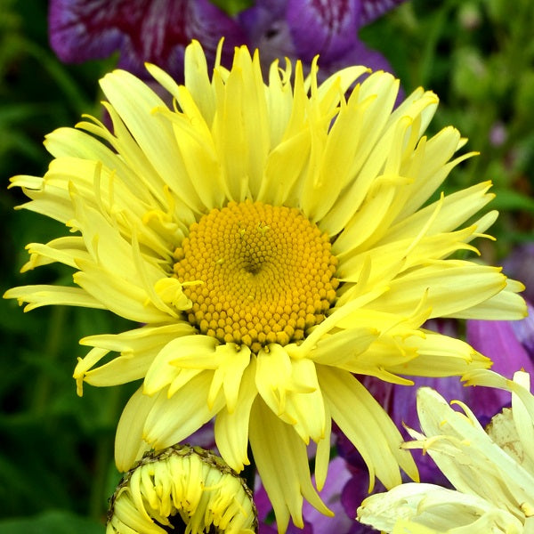 Goldfinch Shasta Daisy