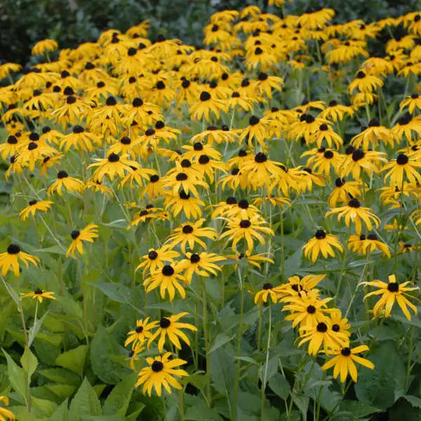 Goldsturm Black Eyed Susan