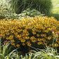 Goldsturm Black Eyed Susan