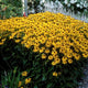 Goldsturm Black Eyed Susan