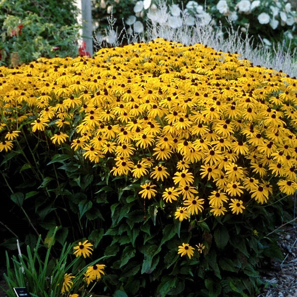 Goldsturm Black Eyed Susan