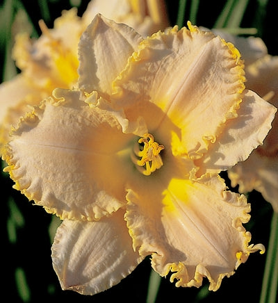 Grace, Peace and Love Daylily