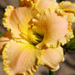 Graceful Louise - Daylily