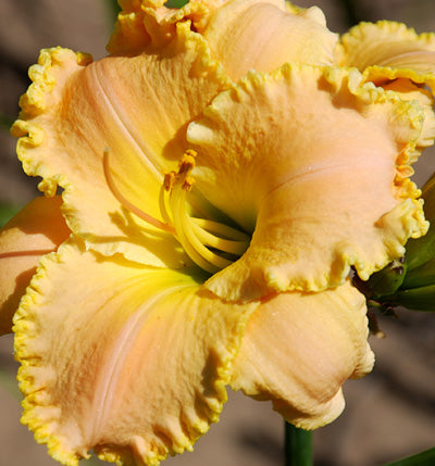 Graceful Louise - Daylily