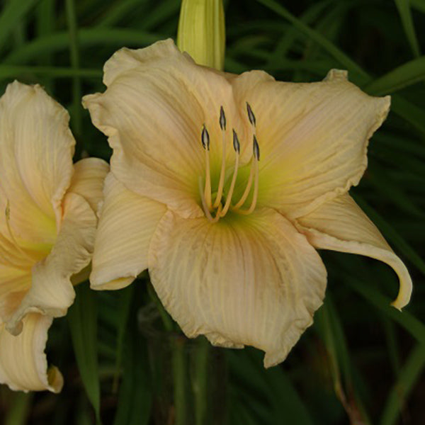 Gracious One Daylily