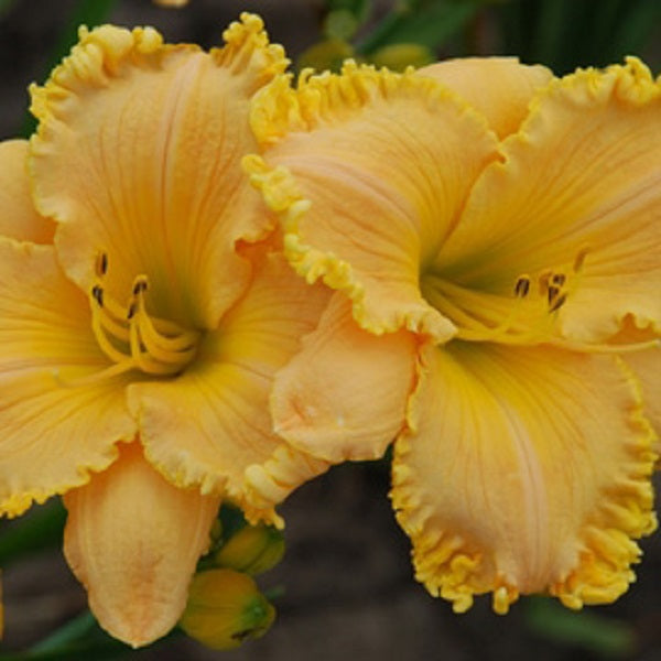 Grandpa's Choice Premium Daylily