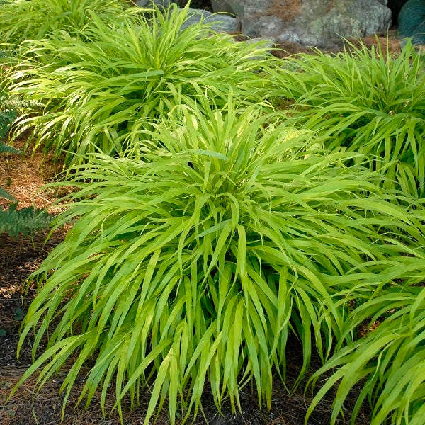 All Gold Hakone Grass