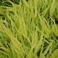 All Gold Hakone Grass