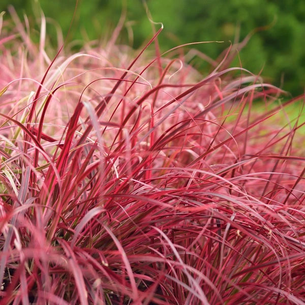 Fireworks Fountain Grass