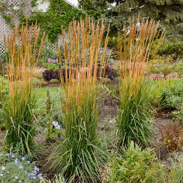 Golden Sunset® Yellow Prairie Grass