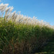 50 Foot Wide Privacy Fence - Giant Miscanthus