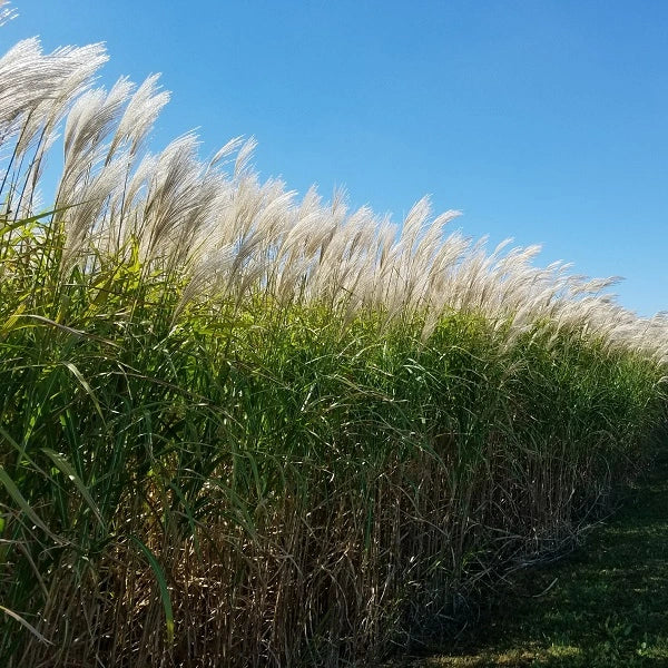 Giant Miscanthus Grass