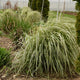 Hello Spring Feather Reed Grass