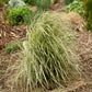 Hello Spring Feather Reed Grass