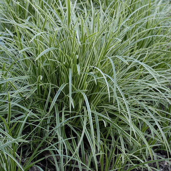 Ice Dance Sedge Grass